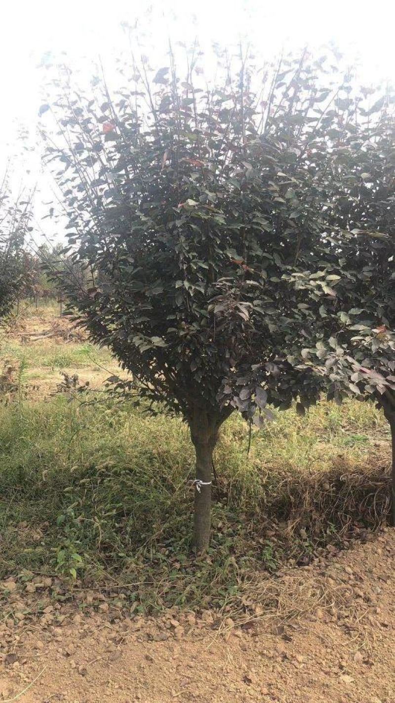 河南省鄢陵县精品美人梅树形优美绿化用苗