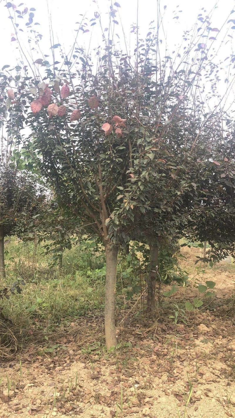 河南省鄢陵县精品美人梅树形优美绿化用苗