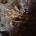 生姜批发生姜种植产地价格一手货源货源充足