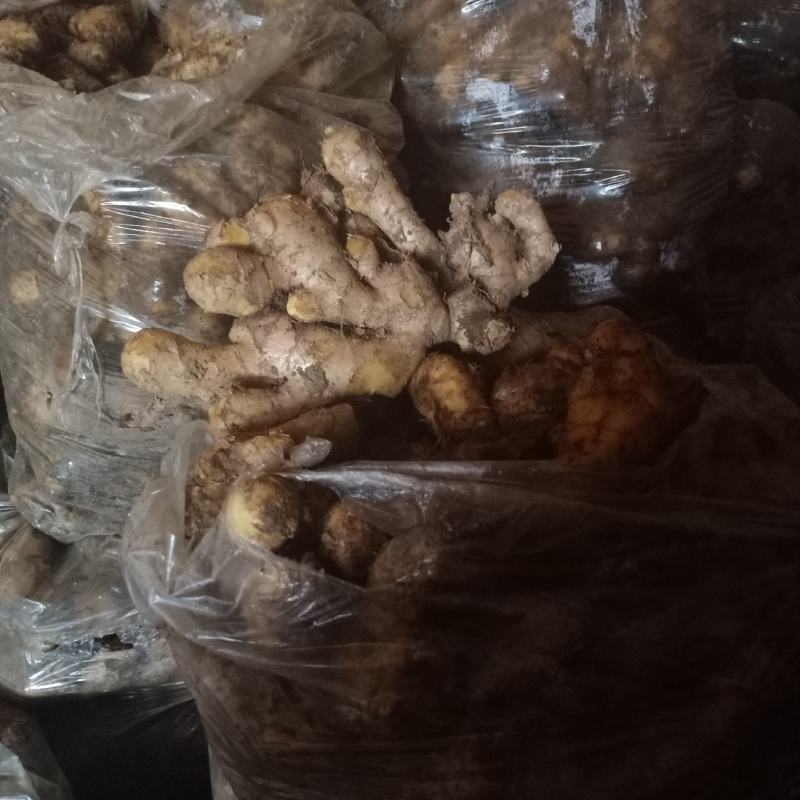 生姜批发生姜种植产地价格一手货源货源充足