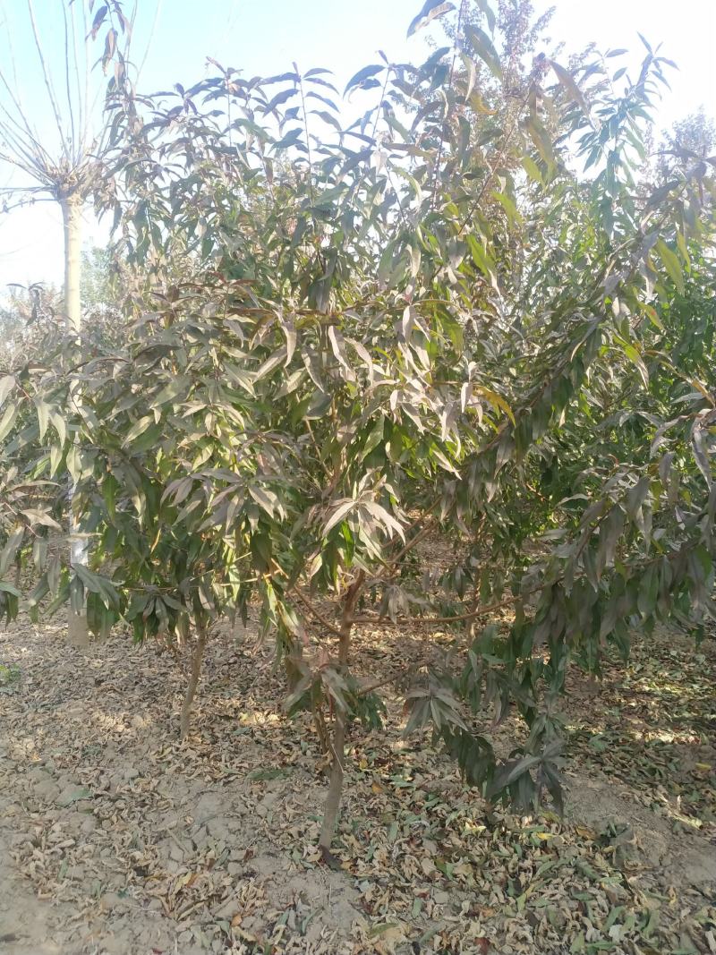 河南省鄢陵县精品红叶碧桃树形优美