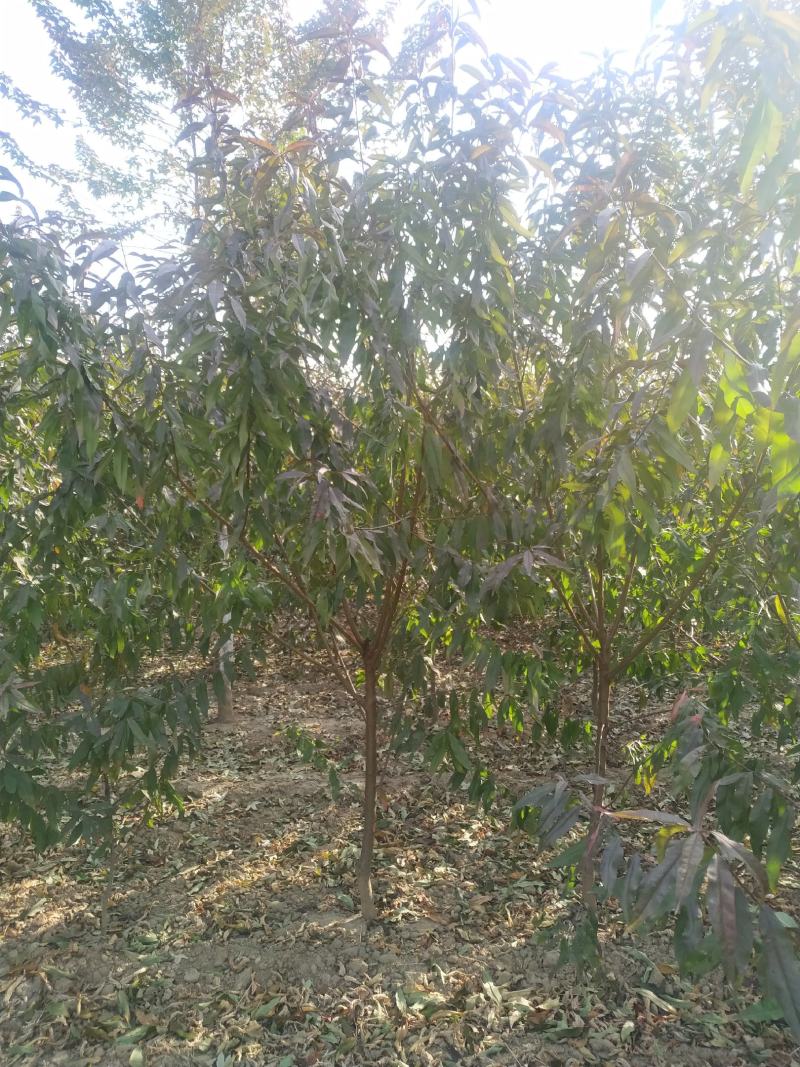 河南省鄢陵县精品红叶碧桃树形优美