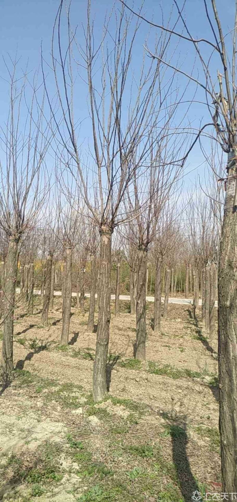 河南省鄢陵县精品香花槐