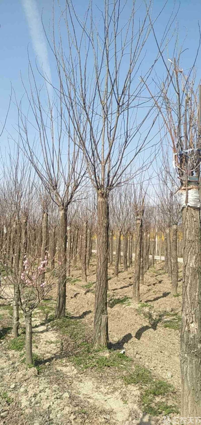 河南省鄢陵县精品香花槐