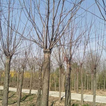 河南省鄢陵县精品香花槐
