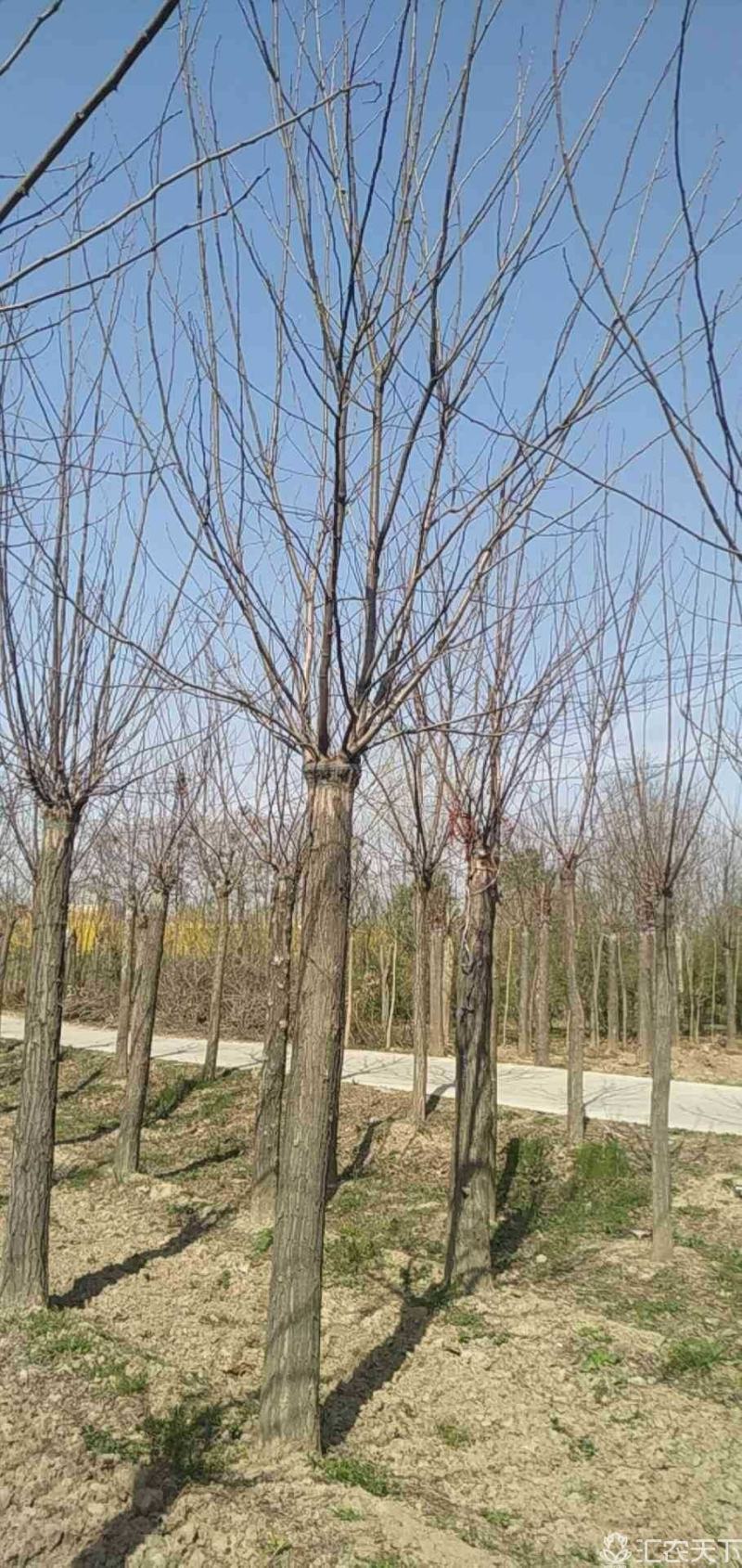 河南省鄢陵县精品香花槐