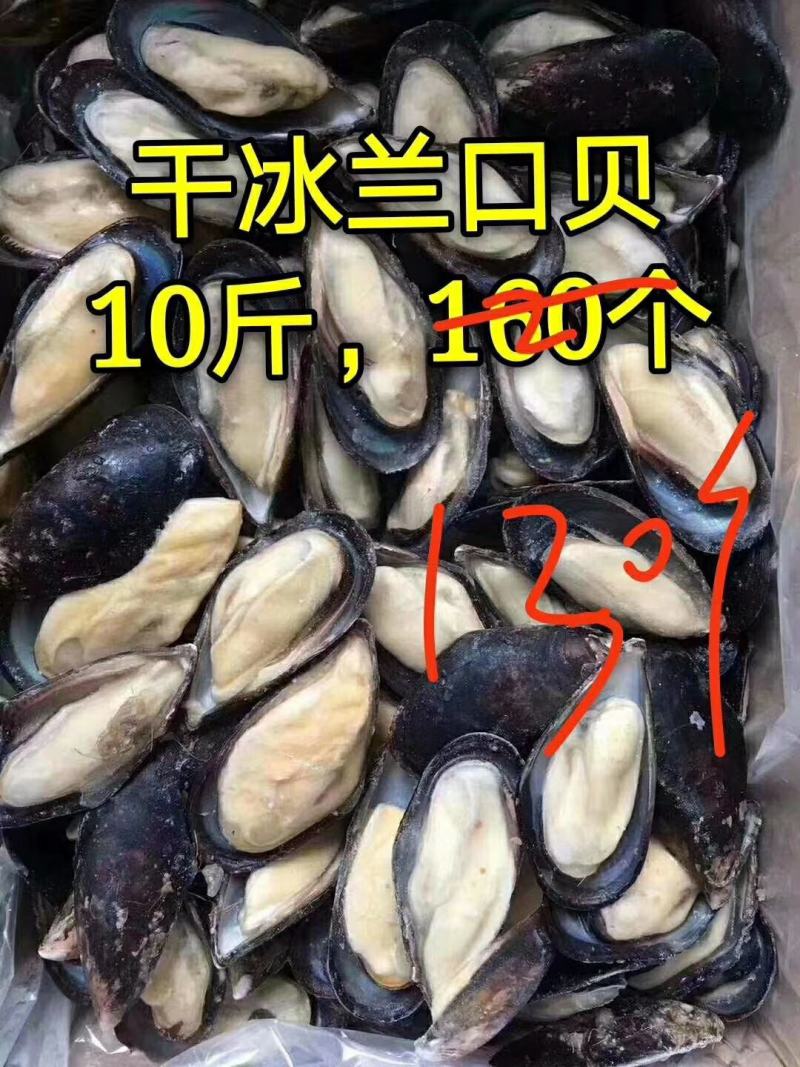 蓝口贝，黑口贝，带冰不带冰有（10件起发）关注询价联系