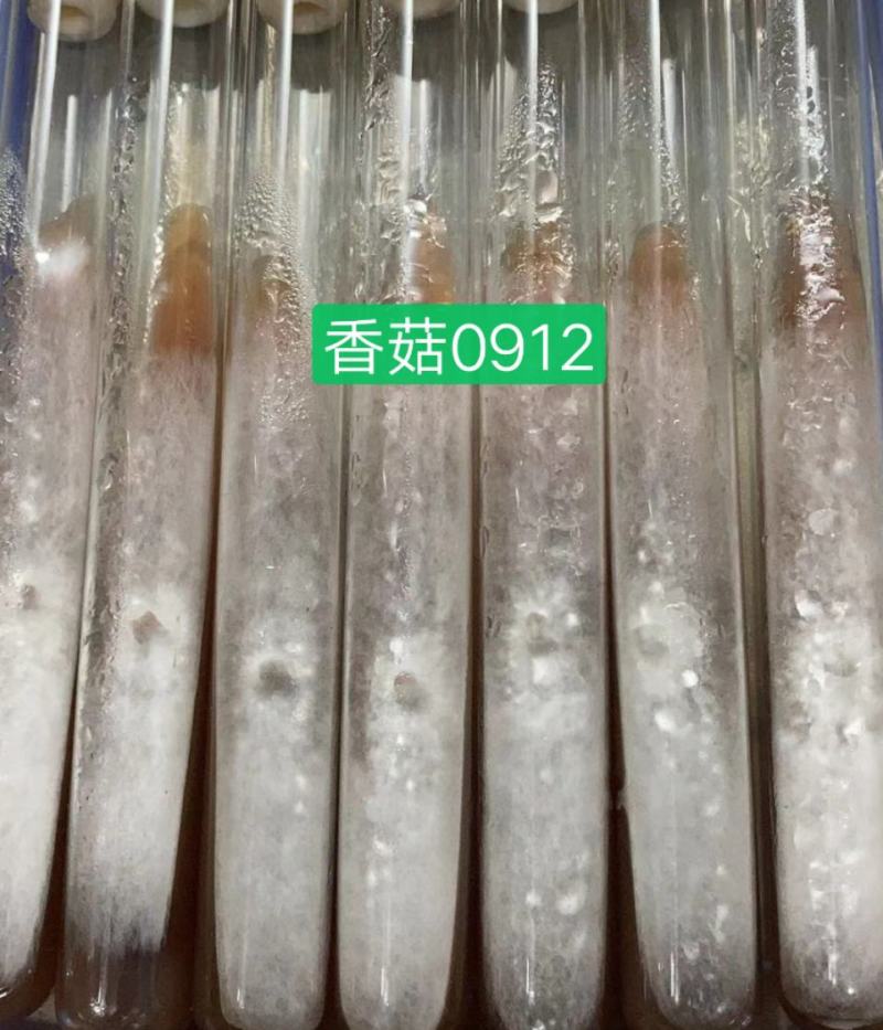 香菇母种试管，808/0912/L66/香菇王等品种