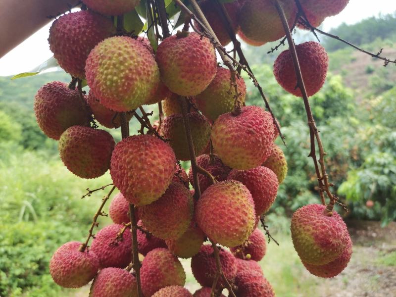 广西当季新鲜水果荔枝现摘现发灵山妃子笑5斤装包邮