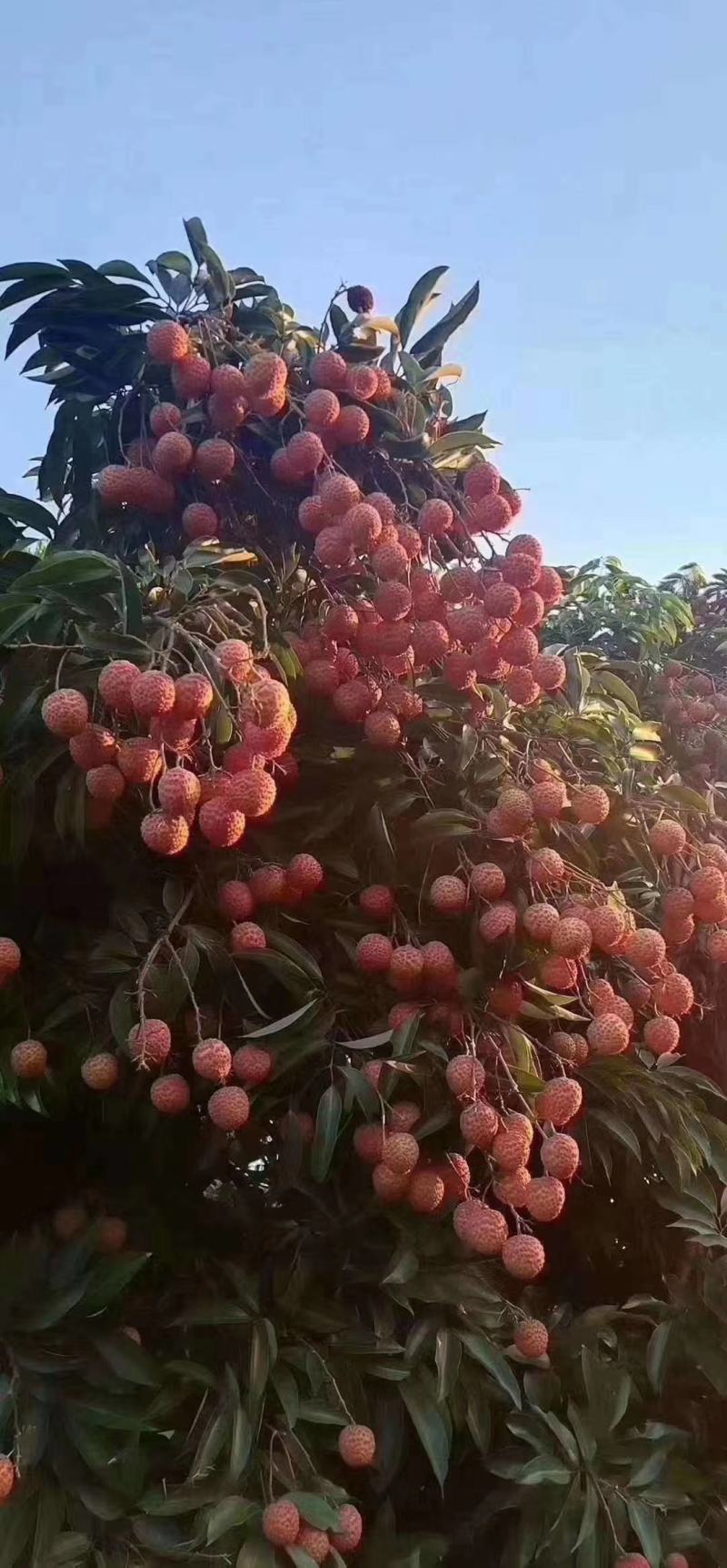 广西当季新鲜水果荔枝现摘现发灵山妃子笑5斤装包邮