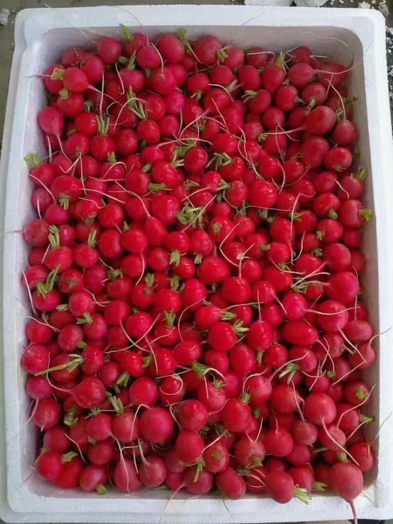 樱桃萝卜，红丁