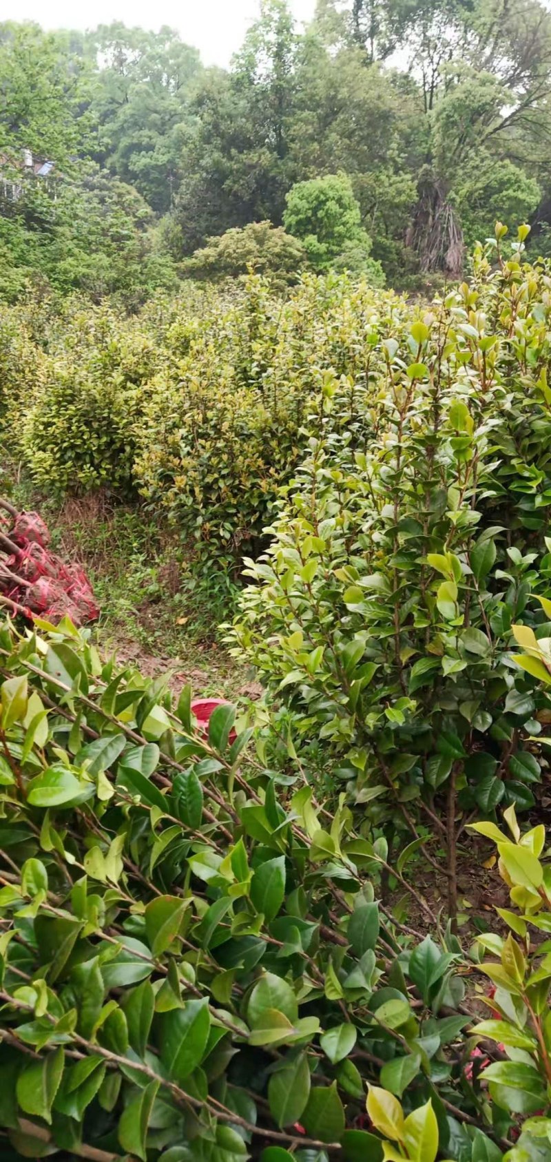 茶花江西茶花大量供应