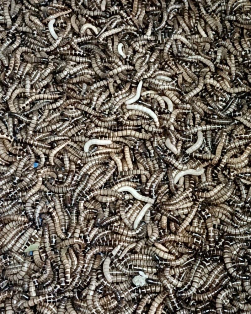 金龙九号，蛋白虫，繁殖高，周期短，营养价值高，市场价值广