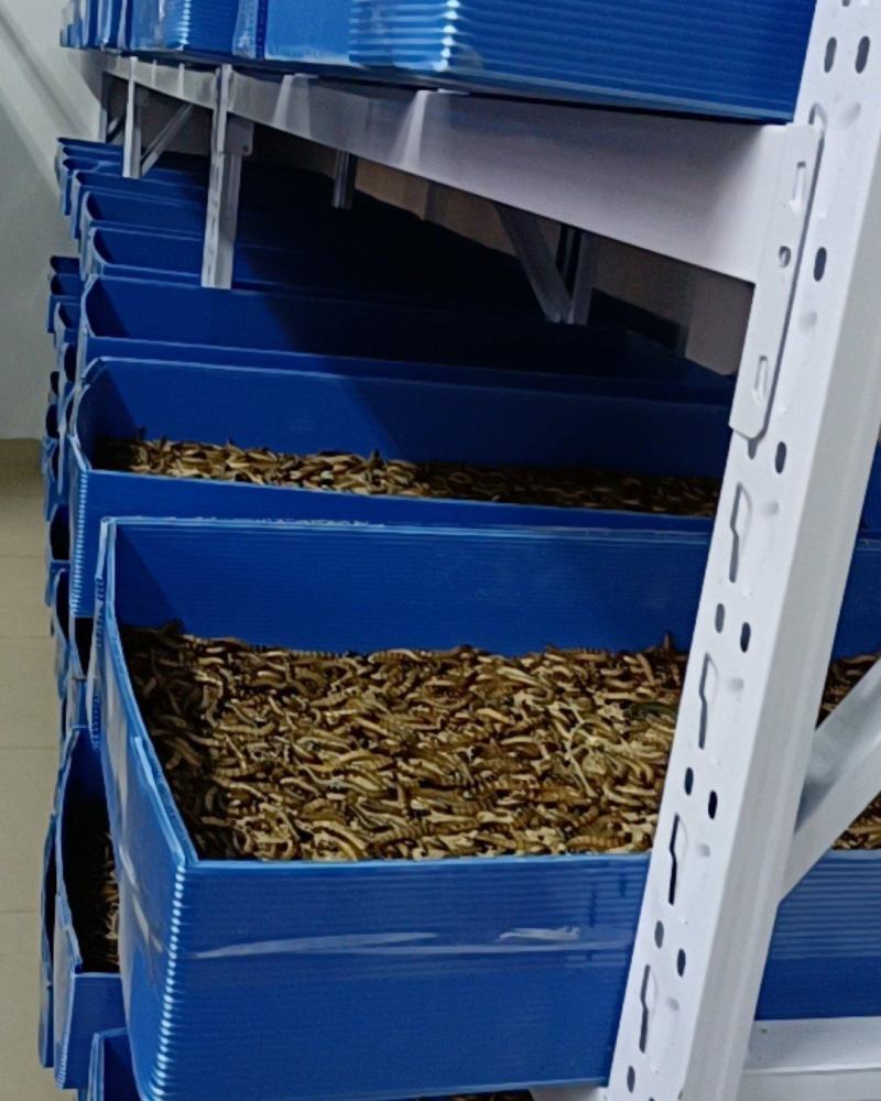 金龙九号，蛋白虫，繁殖高，周期短，营养价值高，市场价值广