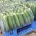 热销燕白黄瓜大量一手货源10-15万斤一天，欢迎联系