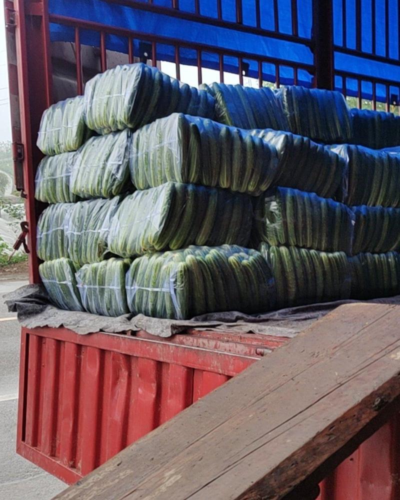 热销燕白黄瓜大量一手货源10-15万斤一天，欢迎联系