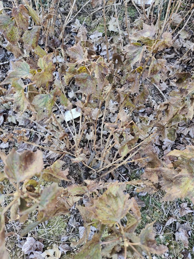 黑加仑大树。大量出售黑加仑大树。需要的联系