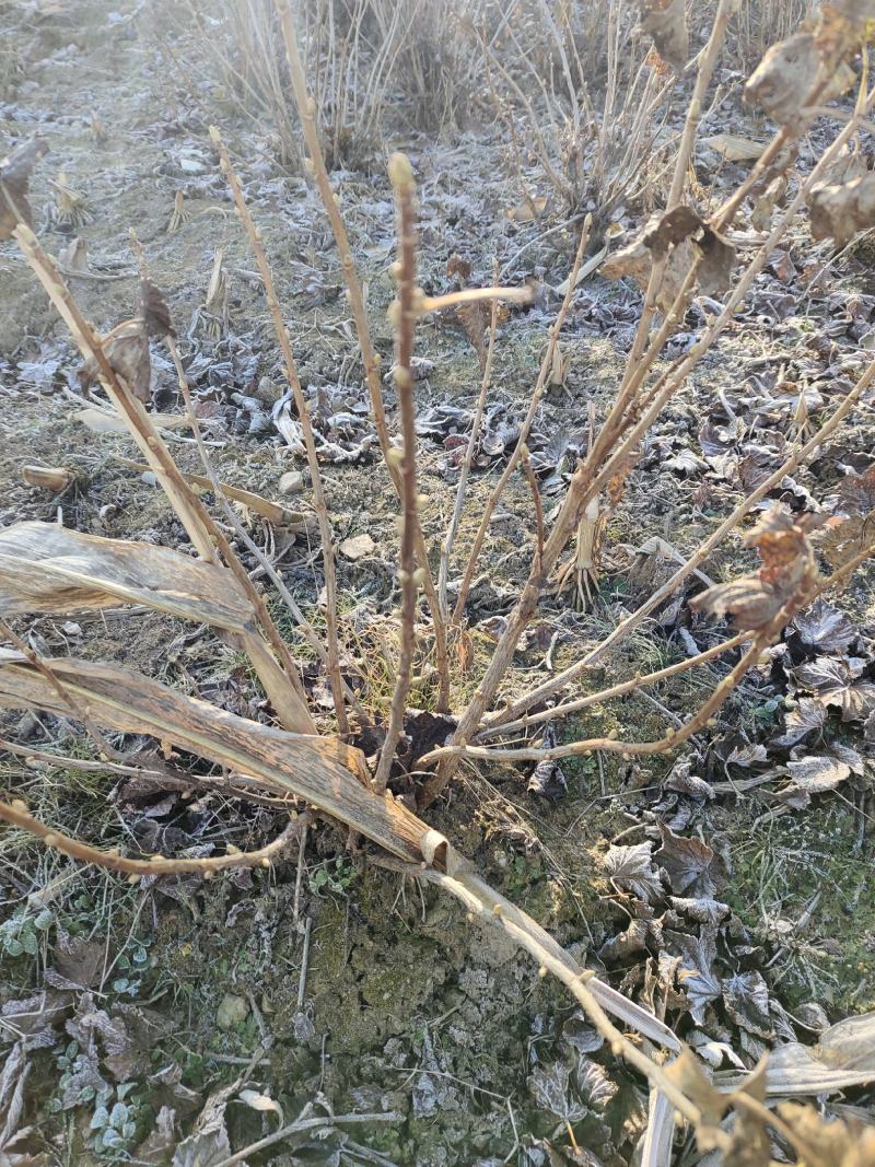 黑加仑大树。大量出售黑加仑大树。需要的联系