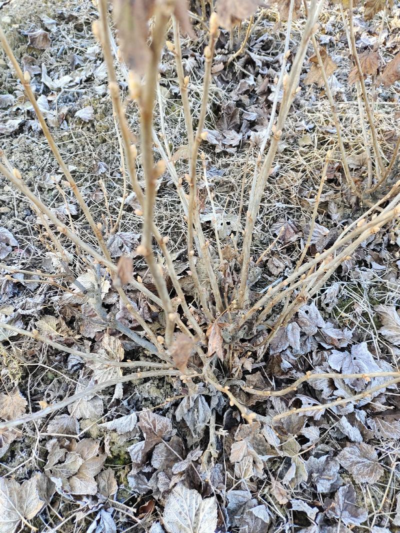 黑加仑大树。大量出售黑加仑大树。需要的联系