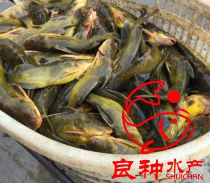 黄颡鱼苗苗场基地黄辣丁鱼苗大量批发全国发货提供殖技术