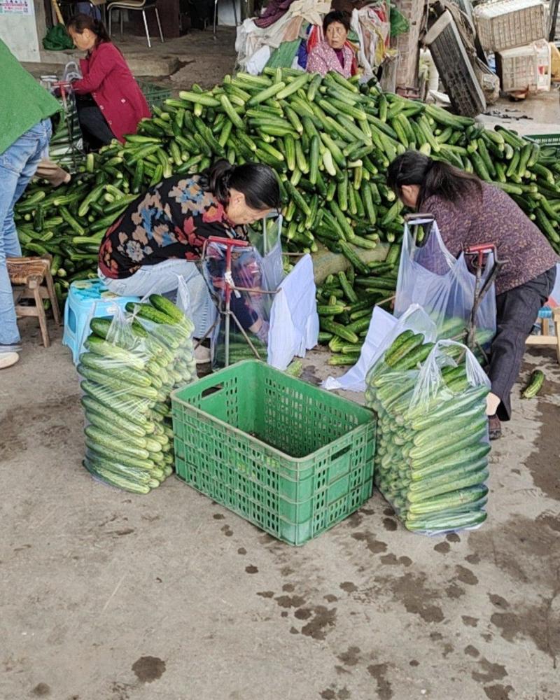 热销四川威远反季节精品大棚小黄瓜，五十万斤一天，