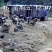 本地放养山羊出售30-50斤欢迎咨询合作