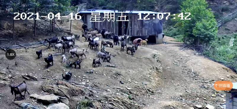 本地放养山羊出售30-50斤欢迎咨询合作