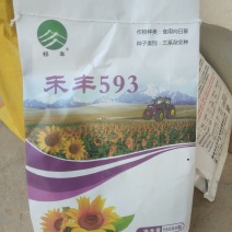 禾丰593