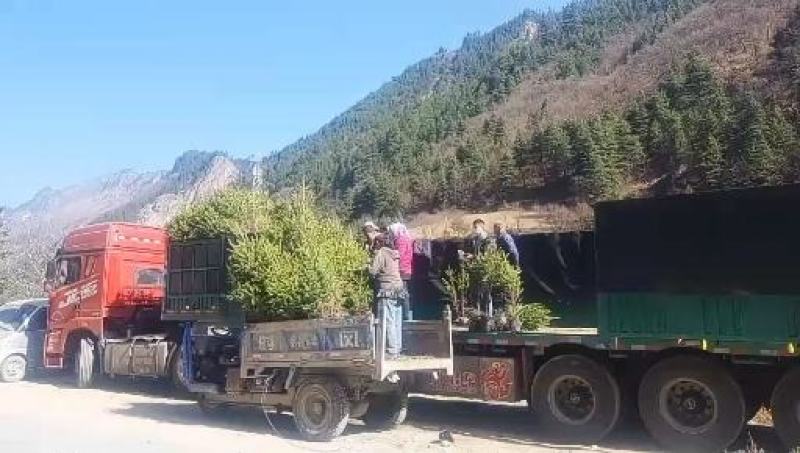 杯苗云杉50公分起步诚信经营基地直发。质量保证。量大从优