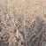 黑加仑苗黑加仑大苗适合南北方种植欢迎各大老板采购