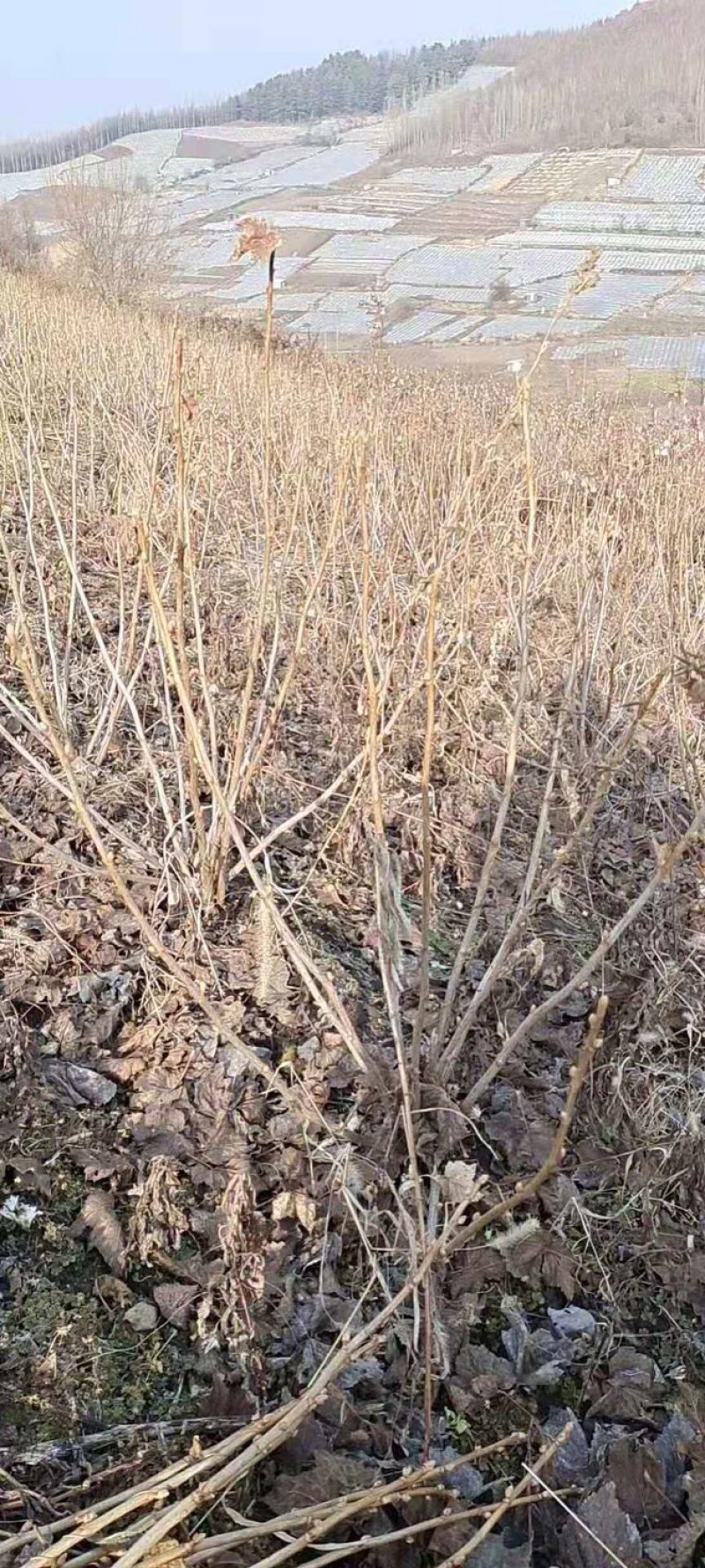 黑加仑苗黑加仑大苗适合南北方种植欢迎各大老板采购