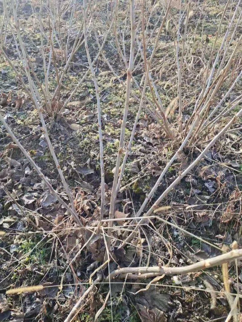 黑加仑苗黑加仑大苗适合南北方种植欢迎各大老板采购
