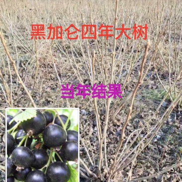 黑加仑苗黑加仑大苗适合南北方种植欢迎各大老板采购