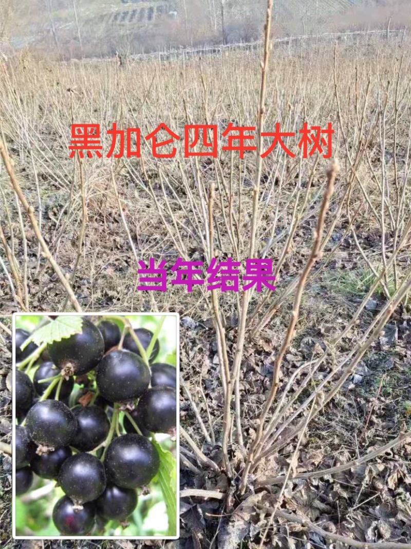 黑加仑苗黑加仑大苗适合南北方种植欢迎各大老板采购