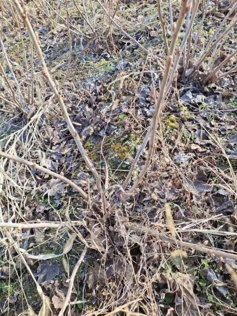 黑加仑苗黑加仑大苗适合南北方种植欢迎各大老板采购