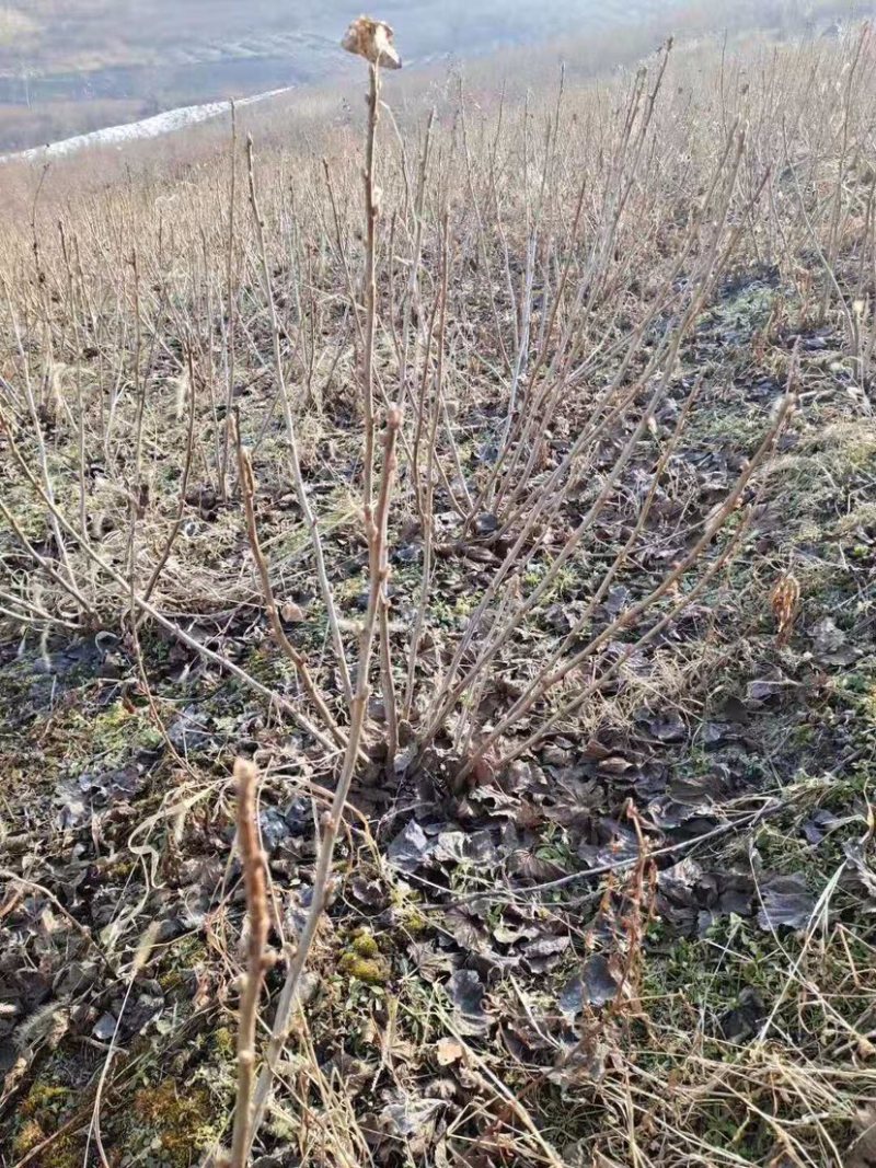 黑加仑苗黑加仑大苗适合南北方种植欢迎各大老板采购