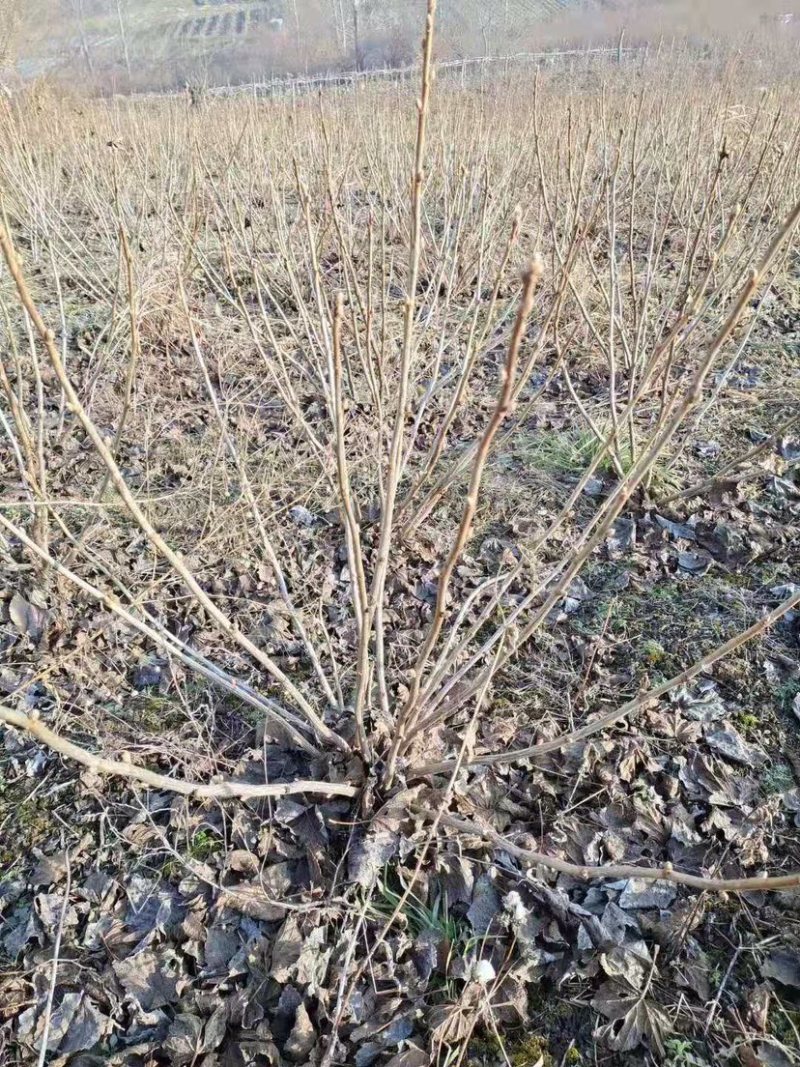 黑加仑苗黑加仑大苗适合南北方种植欢迎各大老板采购