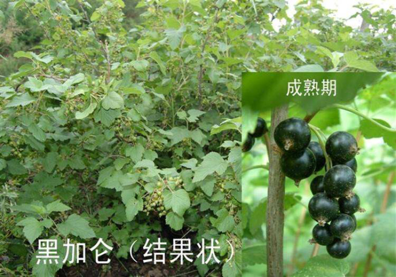 黑加仑苗黑加仑大苗适合南北方种植欢迎各大老板采购