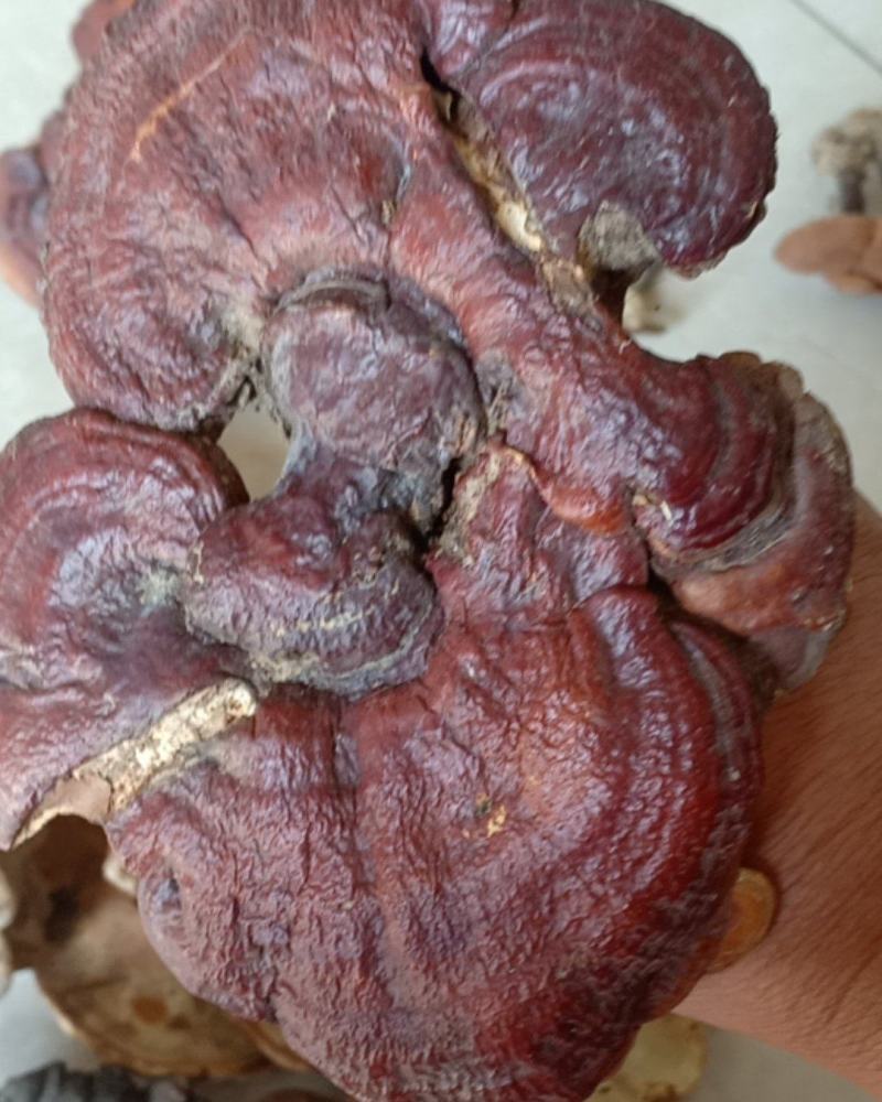 沂蒙山山区大山里的野生白灵芝，树舌，产地直供
