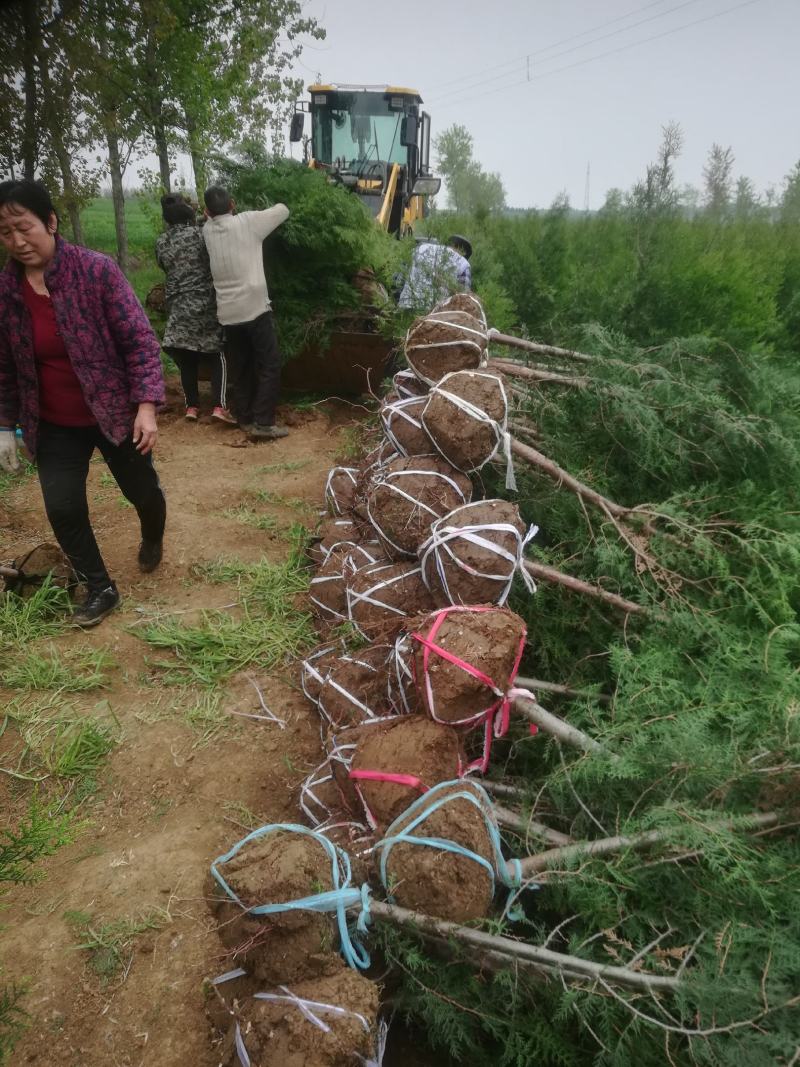 精品侧柏，自家苗圃稀植苗、大冠幅，无脱脚不烧枝