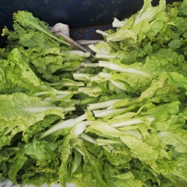 蔬菜