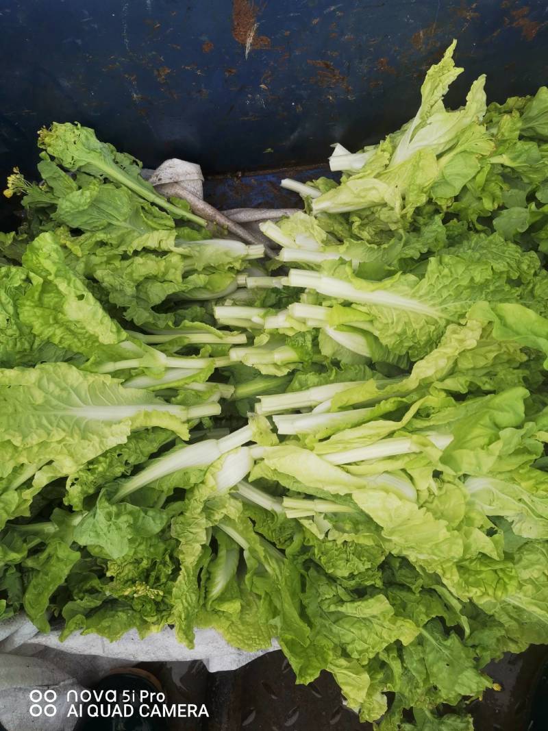 蔬菜
