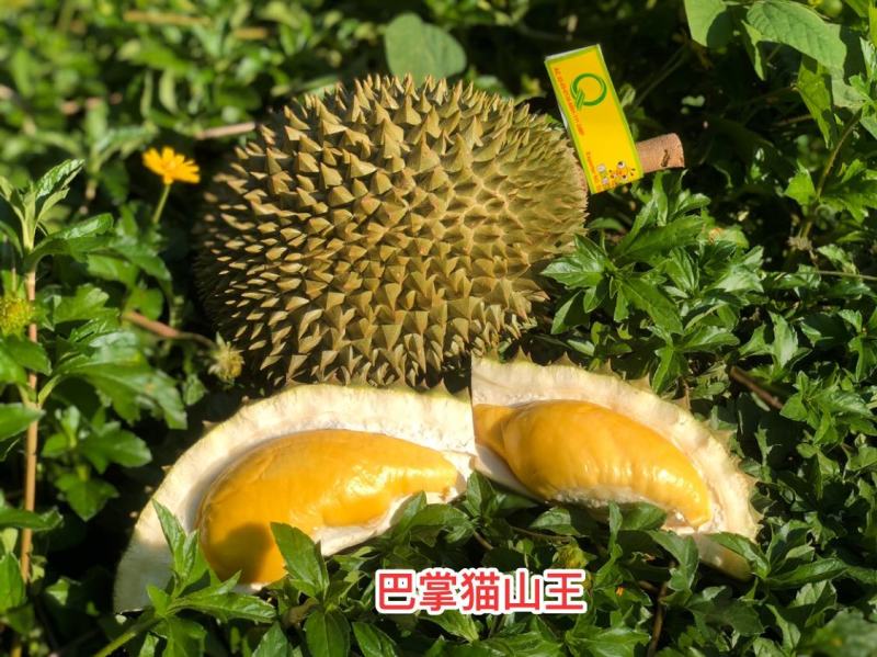 只批发泰国果园榴莲，巴掌猫山王5公斤/308元/箱
