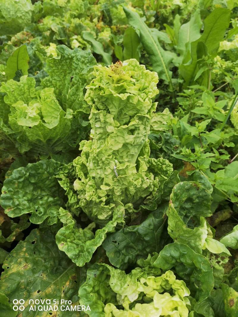 蔬菜