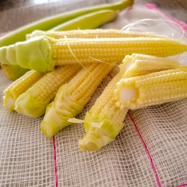 广东农产品新鲜甜小玉米笋玉米芯仔嫩玉米现摘现发包邮。