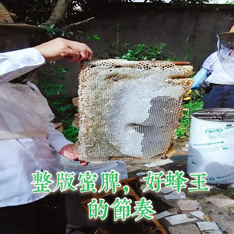 中蜂蜂群出售，地址贵州省/毕节市/大方县