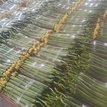 江苏省连云港市鲜花丝瓜批发