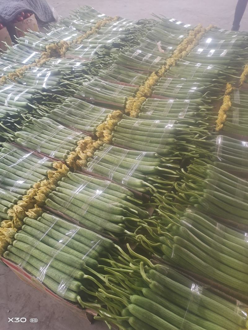 江苏省连云港市鲜花丝瓜批发
