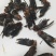 现货供应）虎头蜂老蜂，红娘大黑蜂，生冻活冻，广州发货