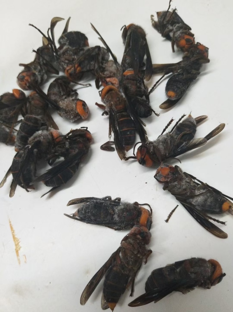 现货供应）虎头蜂老蜂，红娘大黑蜂，生冻活冻，广州发货